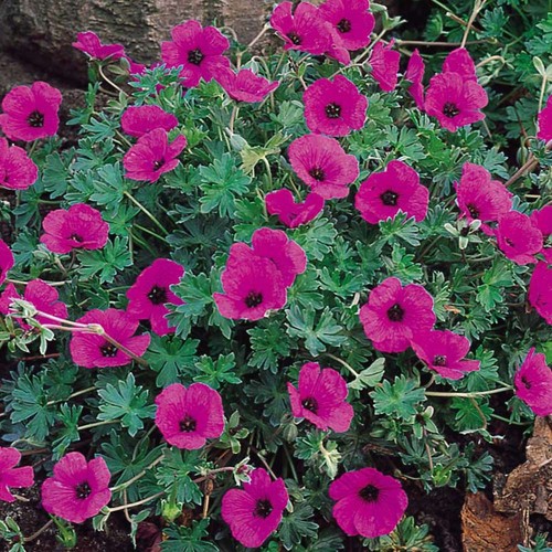 Hardy geranium cinereum - hardy,