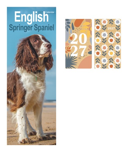 English springer spaniel - springer,