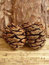 50 Giant Redwood Fir Cones