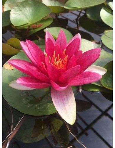 Nymphaea james brydon water - nymphaea,
