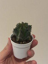 Euphorbia Horrida 'Snowflake'