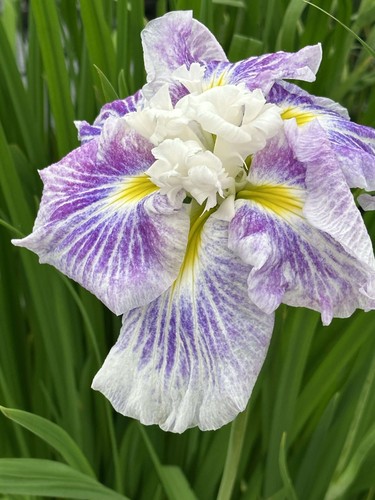 Iris ensata angel mountain - ensata, mountain'
