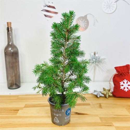 Live mini christmas tree - live,
