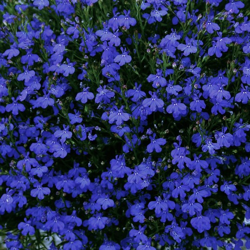 Trailing lobelia fountain - 40,