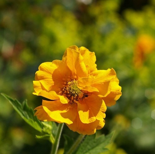 Geum lady stratheden set - 'lady,