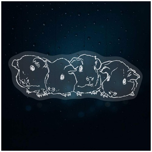 Baby guinea pigs - pigs', static