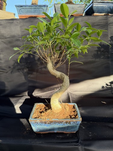 Ficus bonsai tree - bonsai,