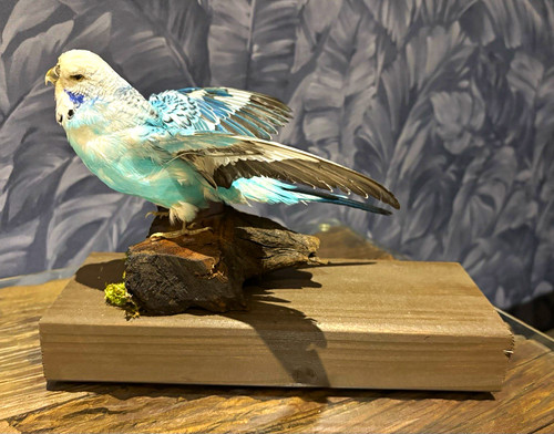 Budgerigar bird taxidermy - budgerigar,