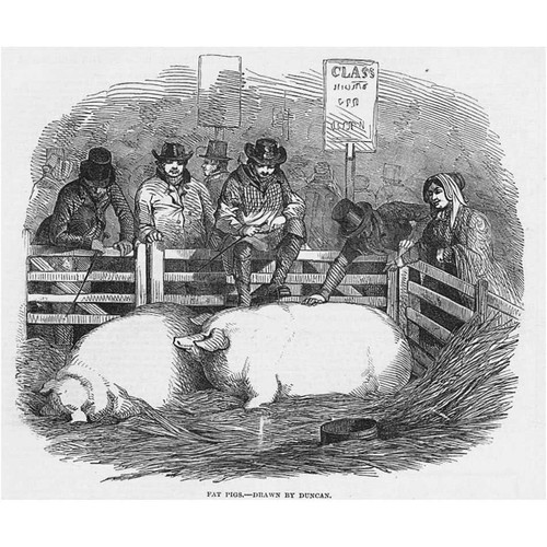 Smithfield cattle club show - club,