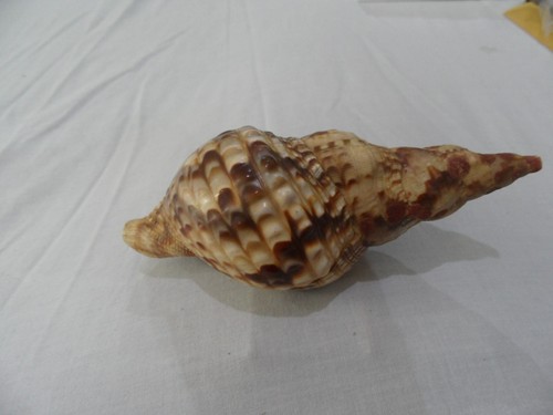 Charonia lampas atlantic - charonia, lampas,