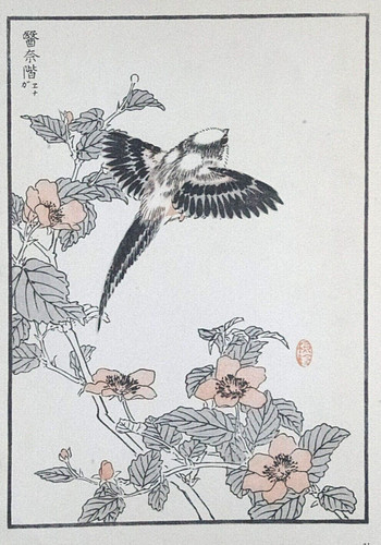 Long tailed tit japanese - long,