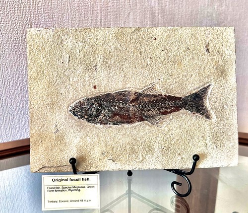 Fossil fish matrix - fossil,