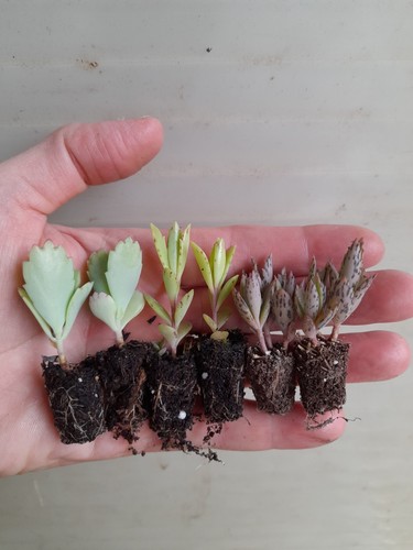 Kalanchoe plug plants 3 - x,