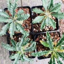 1/4/10pcs Rare Dorstenia