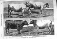 Original Old Antique Print 1862 Cattle Show Piossy Button Durham Ox Pigot Cow