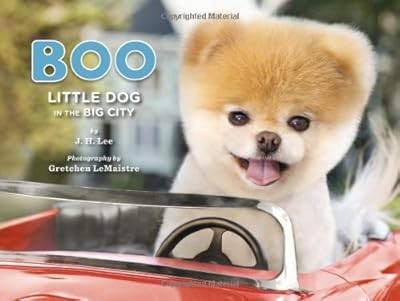 Boo little dog - little, big