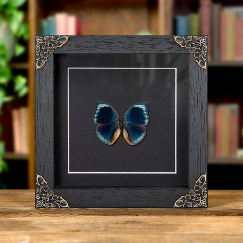 Blue round wing butterfly - blue,