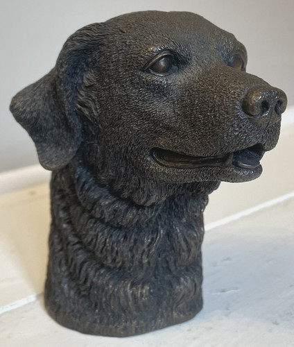 Labrador retriever richard - labrador,