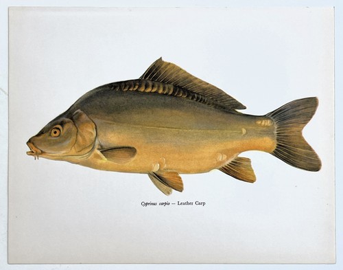 Leather carp vintage - leather,