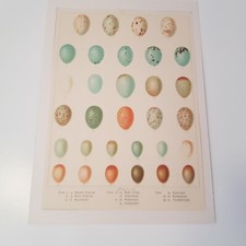 Antique Bird Egg c1890s print lithograph ornithology Frohawk British matted no.9