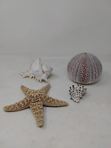 Sea urchin shell natural - urchin,