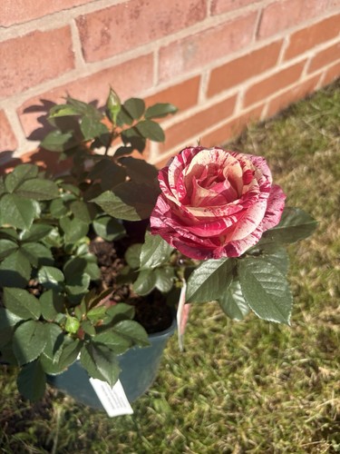Henri matisse beautiful rose - henri,