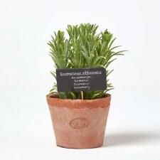 Artificial Rosemary Plant in Terracotta Decorative Pot for Indoor Decoration