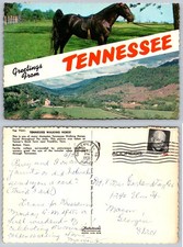 Vintage 1975 Tennessee Walking