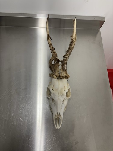 Roebuck head beautiful - beautiful, and