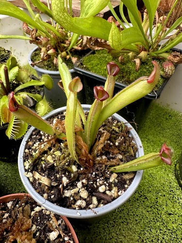 Heliamphora heterodoxa - heterodoxa, x