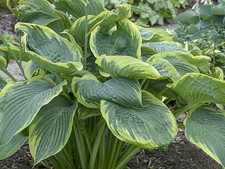 Hosta Wu La La ( 5 lt Grown