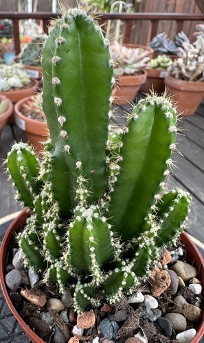 Cereus per florida fairy - cereus, per.