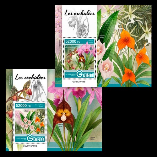 Orchids mnh stamps 2025 guinea - orchids,
