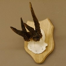 Abnormal Roe Deer Antlers Roe Deer Horn Buck Trophy Plaque 607.146