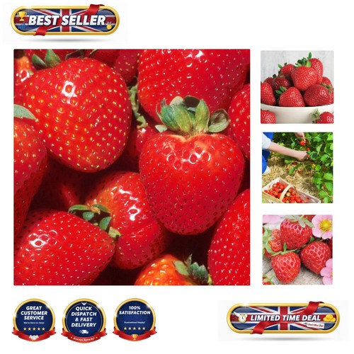 Bare root strawberry - root,