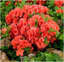 Dwarf Japanese Azalea Japonica Geisha Orange | Semi-Evergreen Shrub | Pot Plant