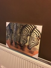 3D  Zebra picture