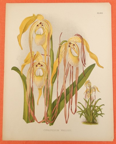 Cypripedium wallisii orchid - wallisii,