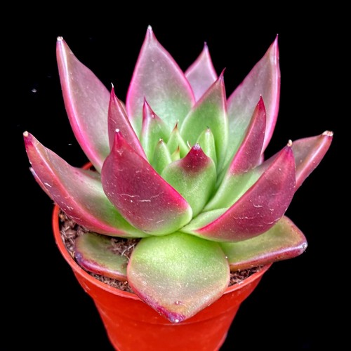 Echeveria agavoides mars - echeveria, ‘mars’