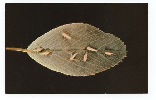 Potato insects sevin - potato,