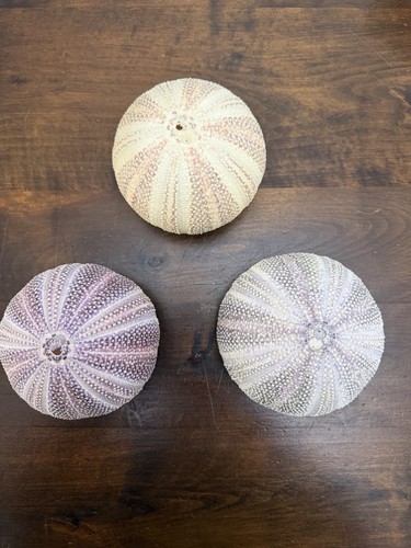 Sea urchin shells - 3,