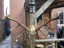 Stag Antlers On Wooden Shield