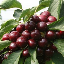 Patio Fruit Tree, Sweet Cherry