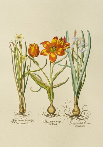 Hand coloured prints - hand,