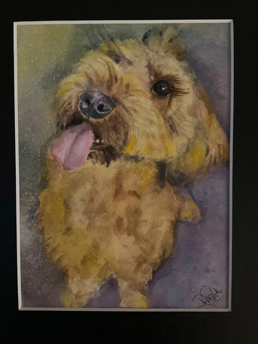 Cockapoo labradoodle original - cockapoo,