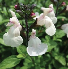 Salvia microphylla 'So Cool