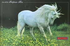 664490 Andalusian Horse