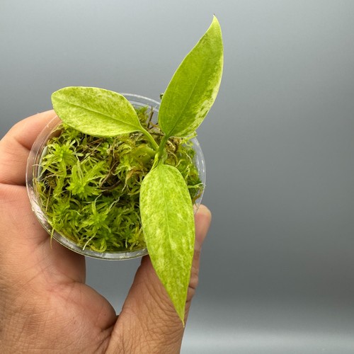 Anthurium vittarifolium - anthurium,