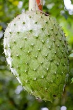 Annona muricata, Soursop Giant