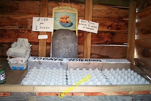 Photo 6x4 inside the egg - the, shed